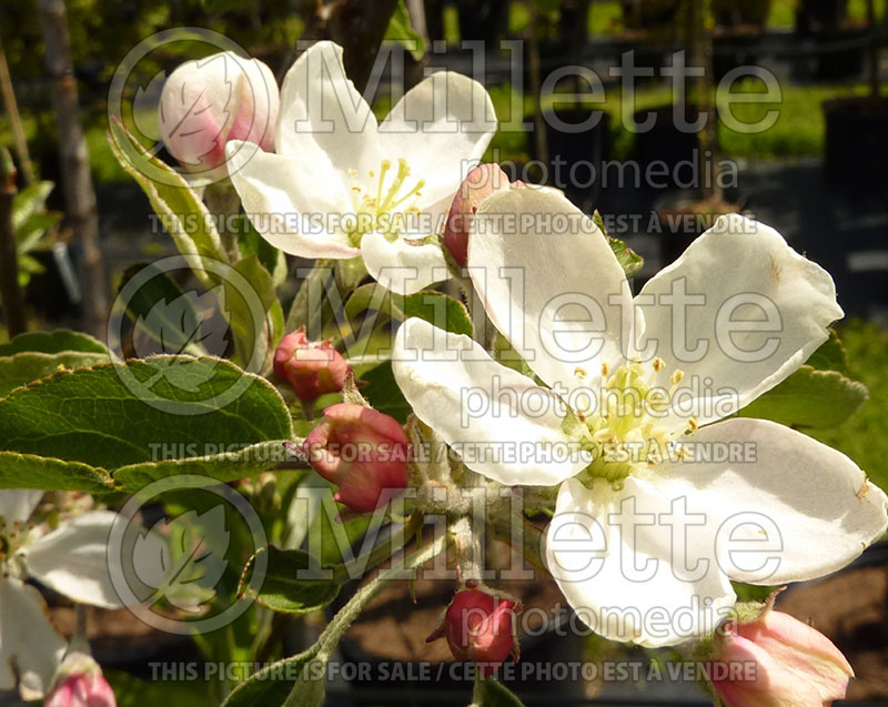 Malus Honeycrisp (Apple) 1 