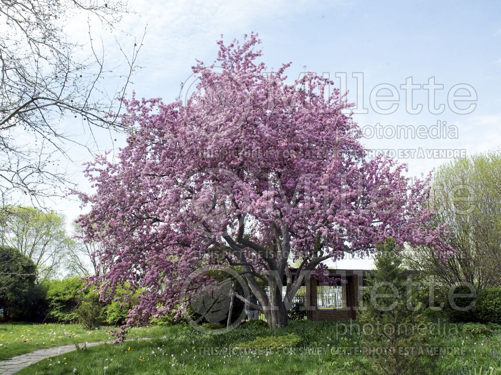 Malus Hopa (Crabapple) 1 