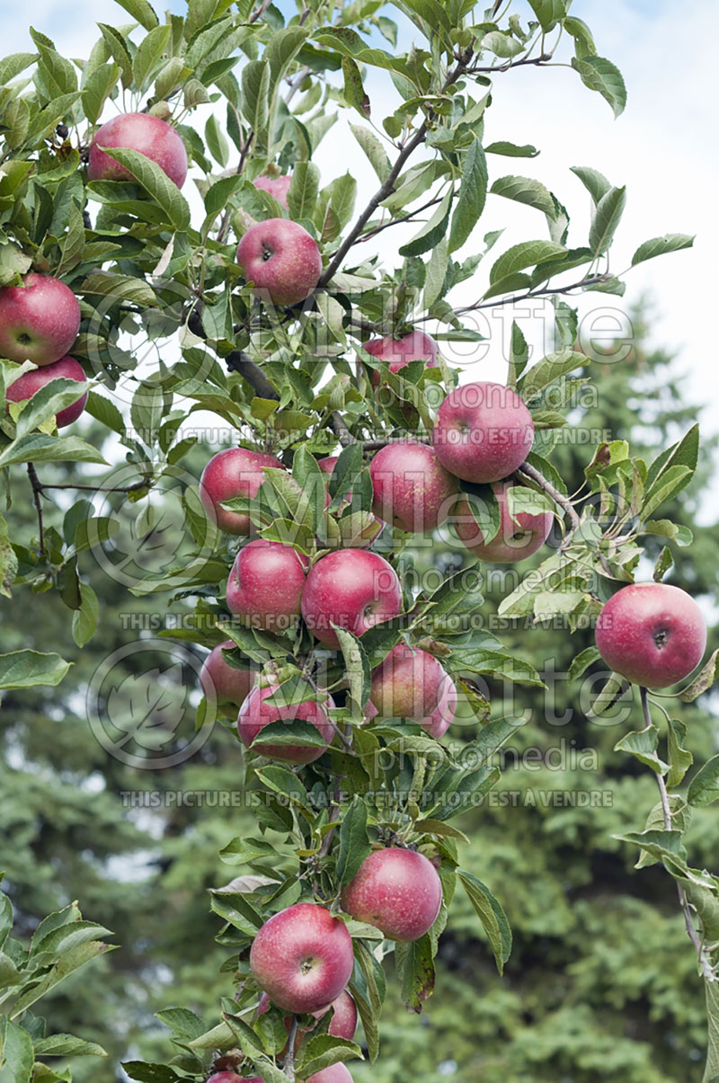 Malus Idared (Apple) 3 