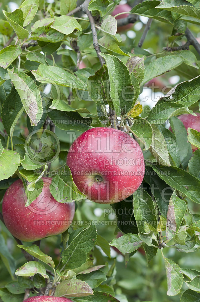 Malus Idared (Apple) 2 