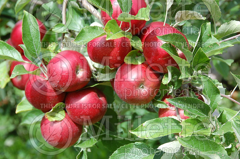 Malus Idared (Apple) 1 