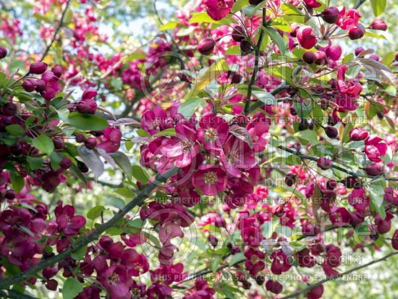 Malus Indian Magic (Crabapple tree) 3 