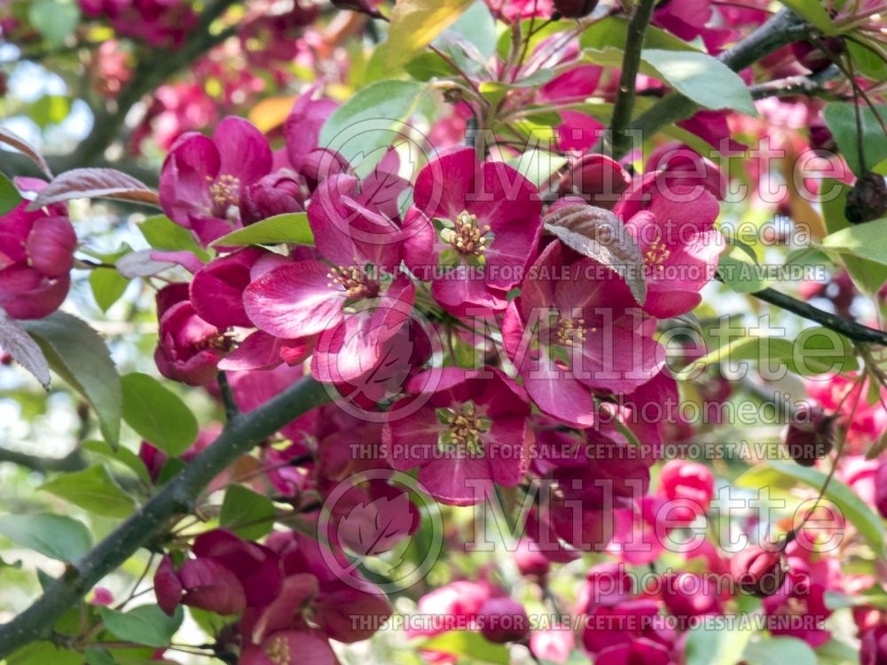 Malus Indian Magic (Crabapple tree) 4 