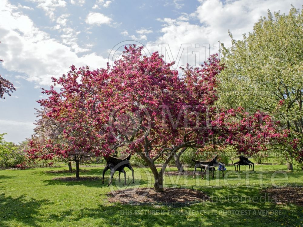 Malus Indian Magic (Crabapple tree) 2 