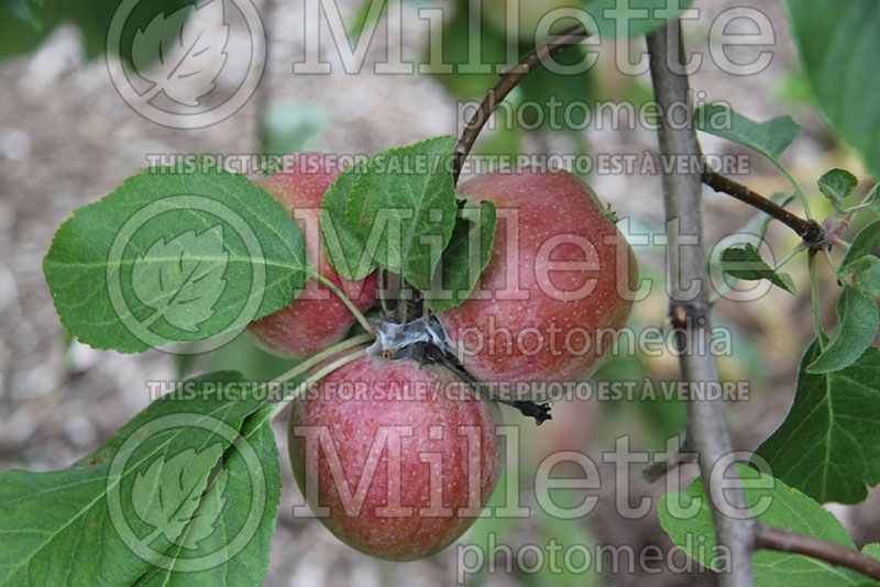 Malus Liberty (Apple tree)  5