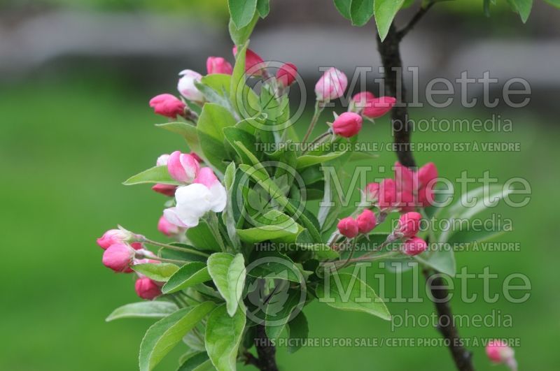 Malus Lollipop (Crabapple) 1