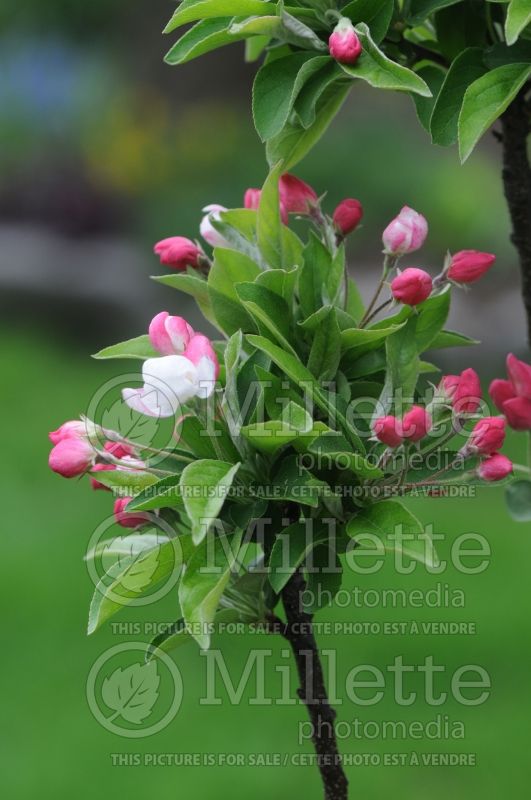 Malus Lollipop (Crabapple) 2