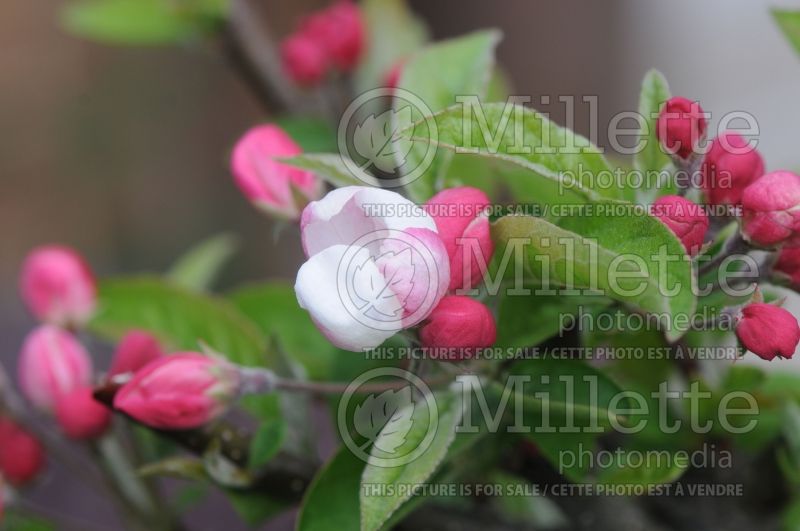 Malus Lollipop (Crabapple) 3