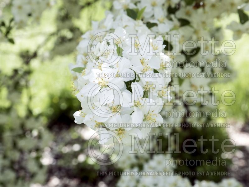 Malus Lollipop (crabapple) 5 