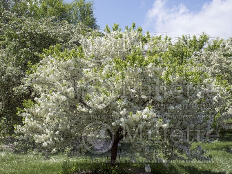 Malus Lollipop (crabapple) 4 