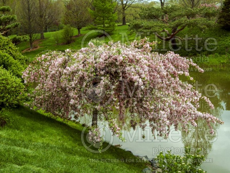 Malus Louisa (Crabapple) 2 