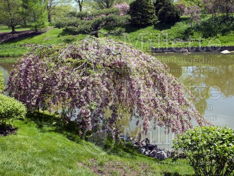 Malus Louisa (Crabapple) 1 