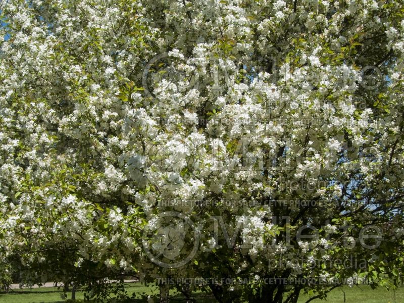 Malus Madonna or Mazam(Crabapple tree) 5 