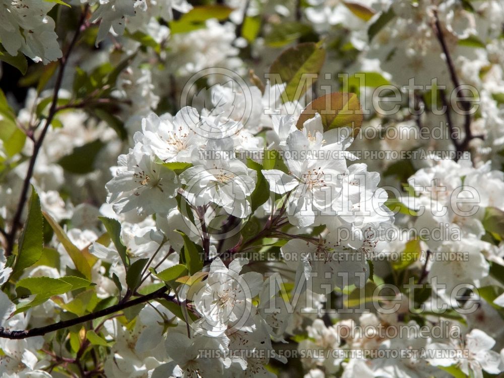 Malus Madonna or Mazam(Crabapple tree) 4 