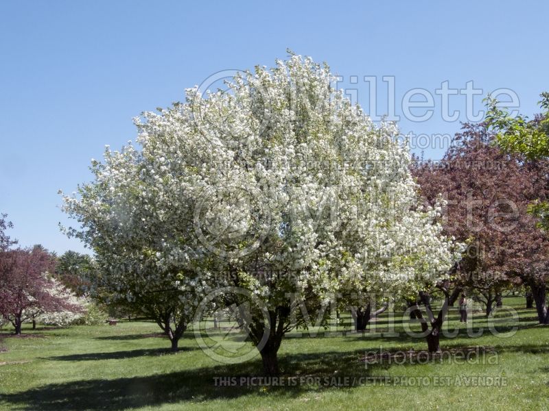 Malus Madonna or Mazam(Crabapple tree) 3 