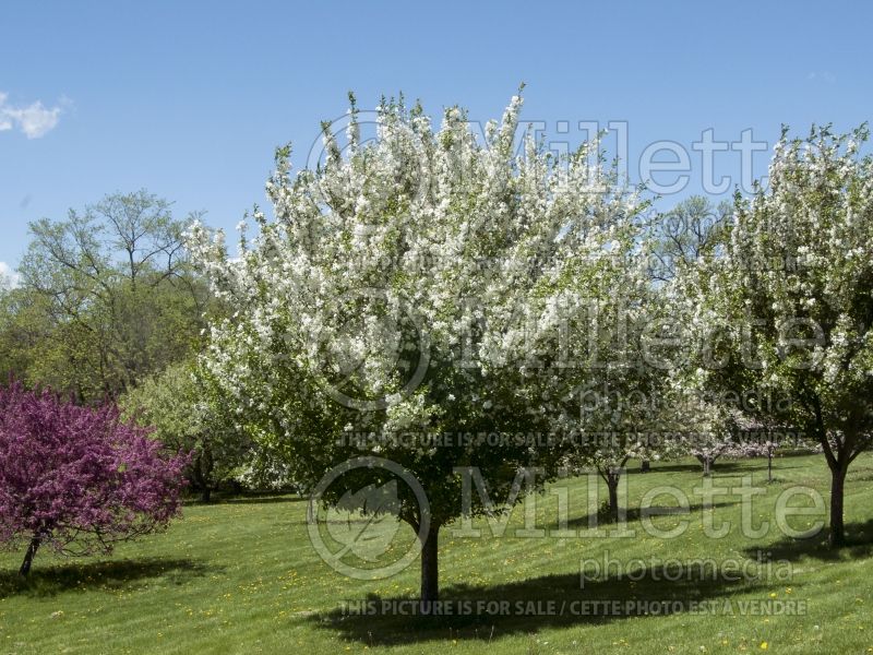 Malus Madonna or Mazam(Crabapple tree) 2 