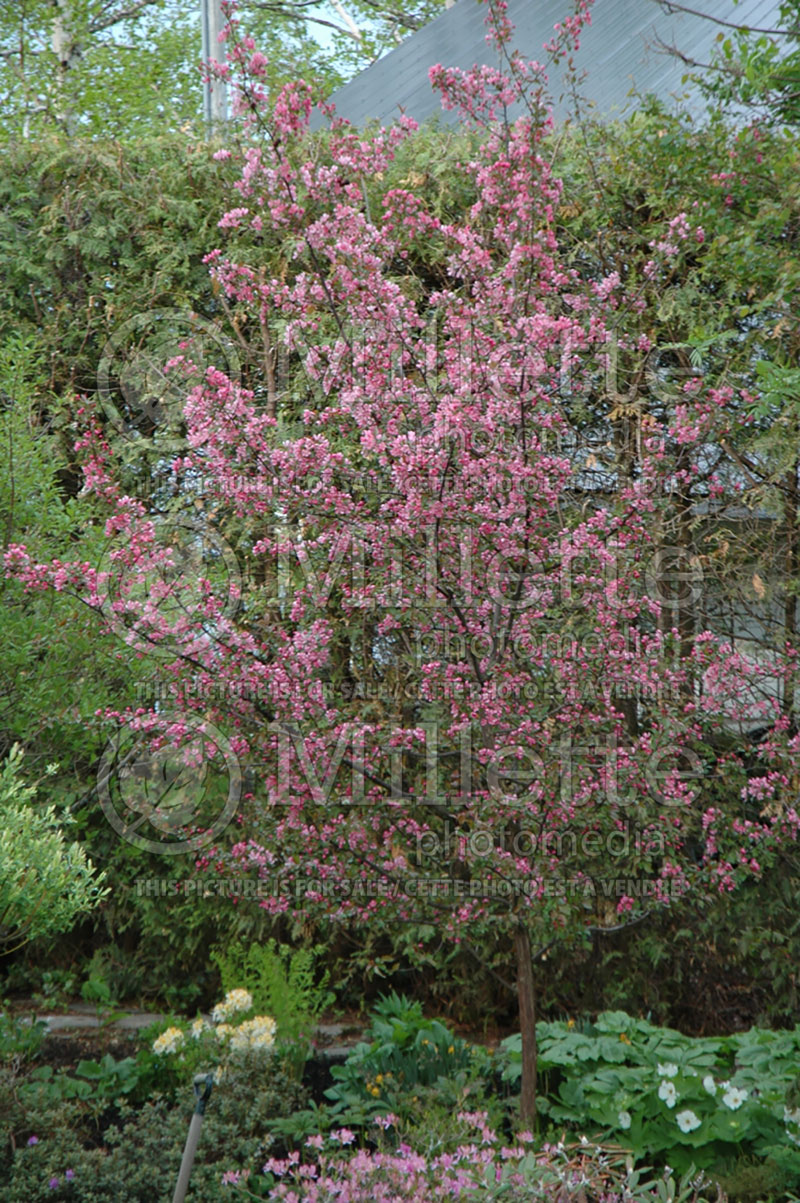 Malus Makamik (Crabapple) 1 