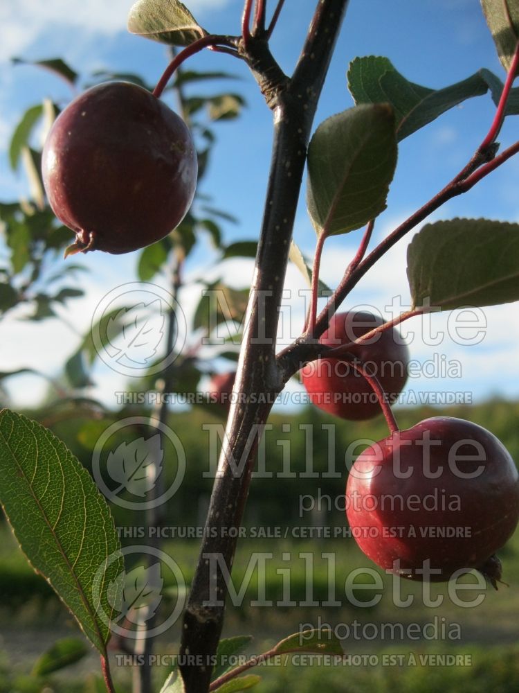 Malus Makamik (Crabapple) 3 