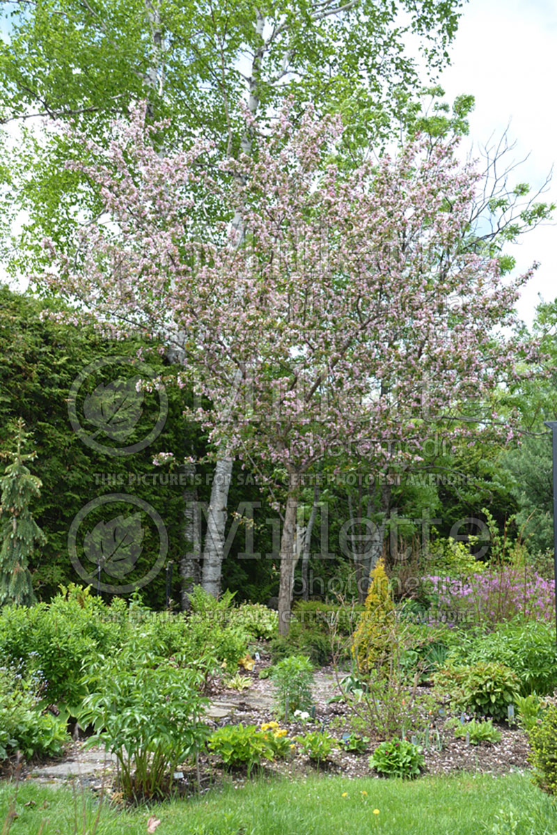 Malus Makamik (Crabapple) 4 