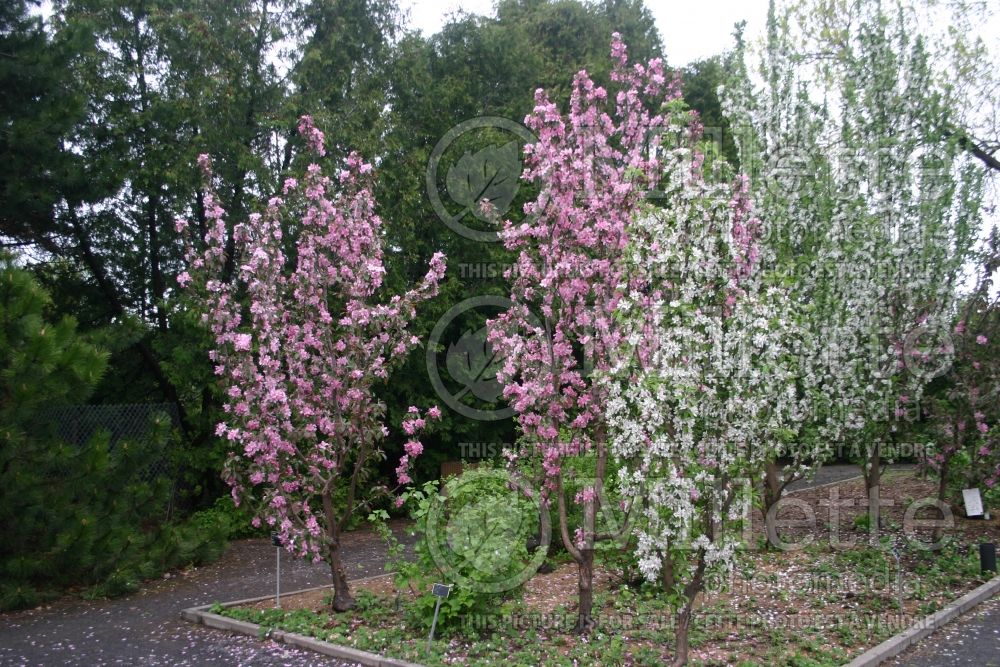 Malus Maypole (Apple)  5