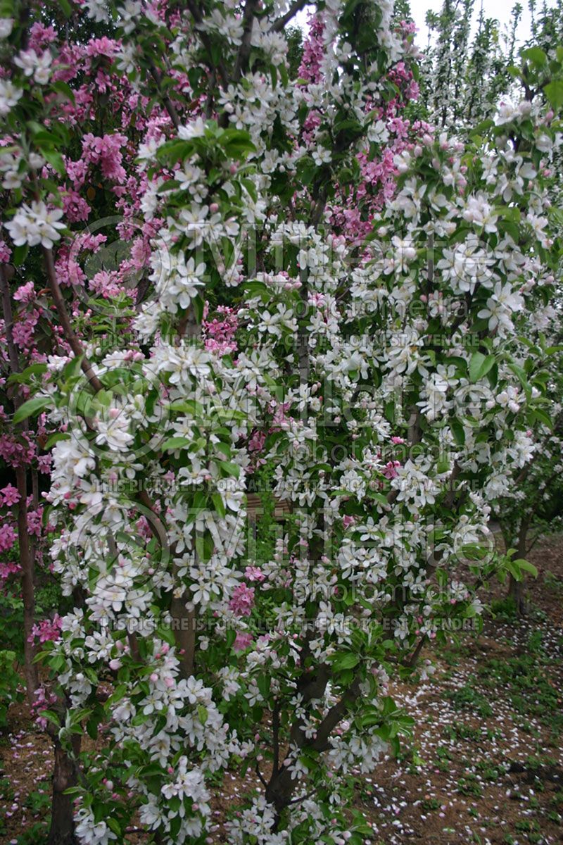 Malus Maypole (Apple)  4