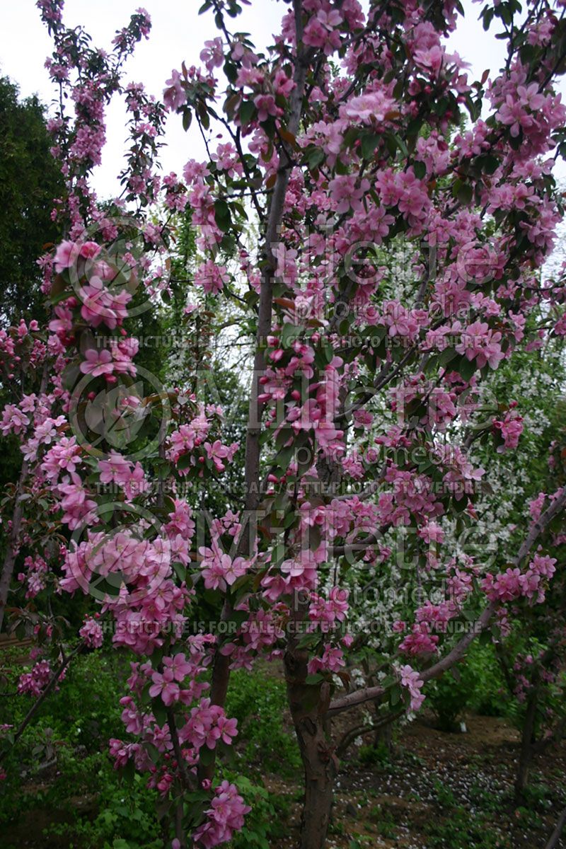 Malus Maypole (Apple)  3