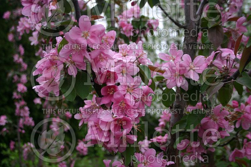 Malus Maypole (Apple)  1