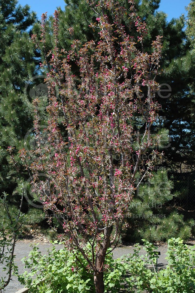 Malus Maypole (Apple)  10