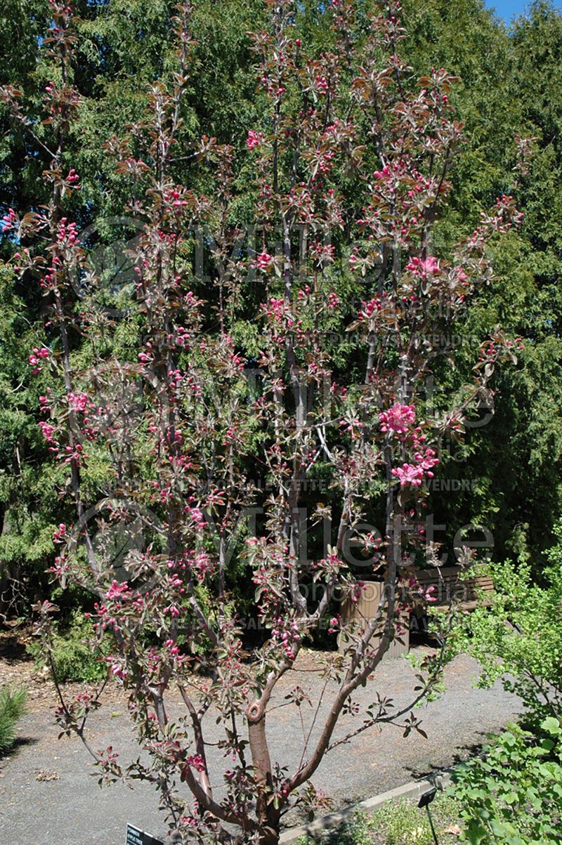 Malus Maypole (Apple)  9