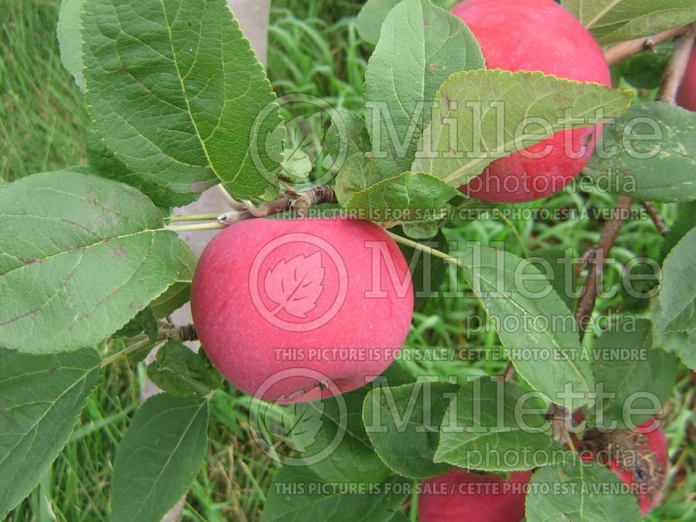 Malus Melba Red (Apple)  2