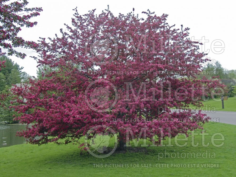 Malus Profusion (Crabapple) 4 