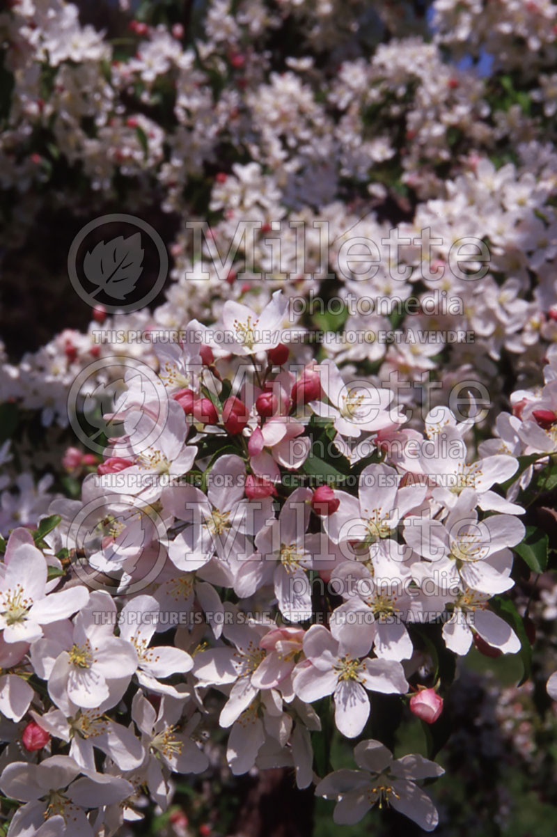 Malus Molten Lava or Molazam (Crabapple) 1 