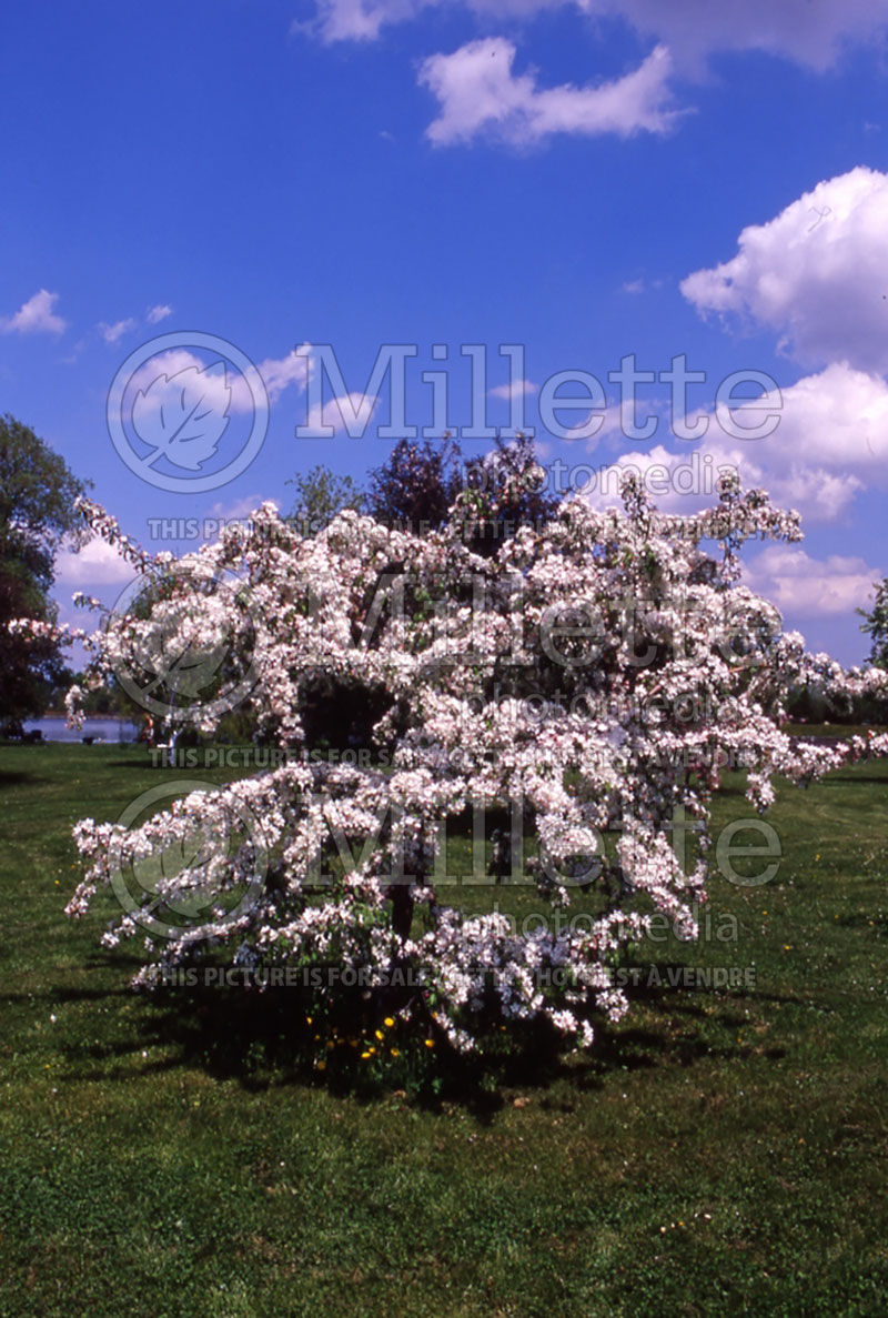 Malus Molten Lava or Molazam (Crabapple) 2 