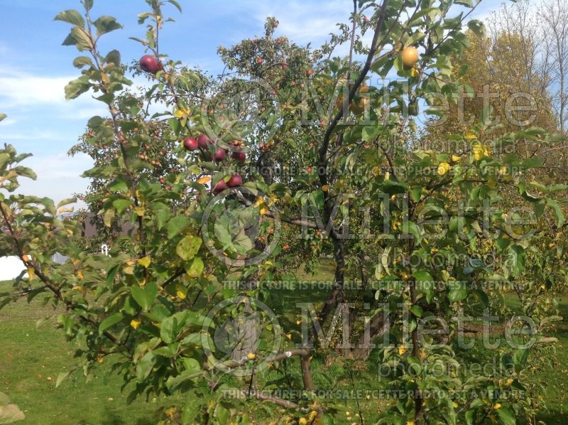 Malus with multi-grafts (apple tree) 2 