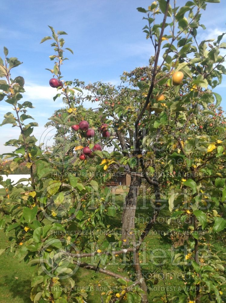 Malus with multi-grafts (apple tree) 1 