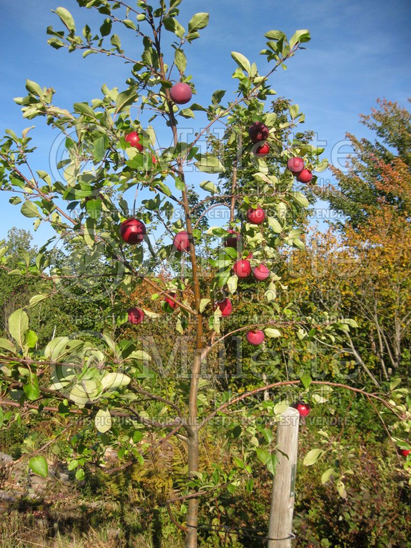 Malus Murray (Apple)  1