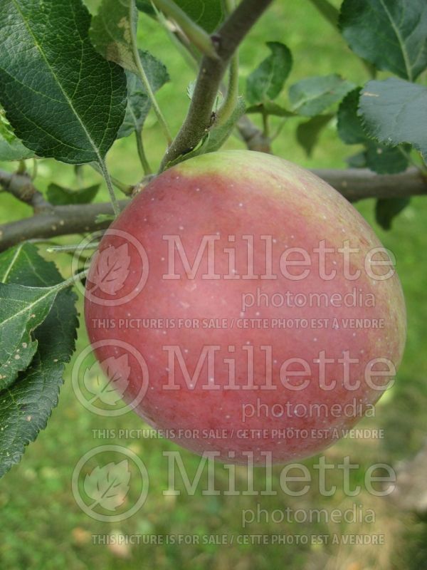 Malus Nova Easy Grow (Apple tree) 4 