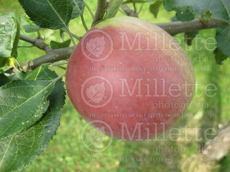 Malus Nova Easy Grow (Apple tree) 3 