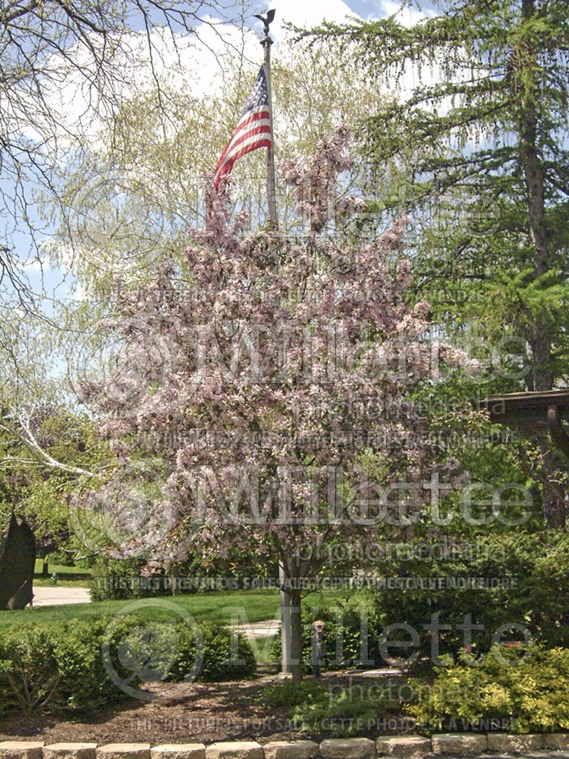 Malus Parrsi or Pink Princess (Sargent crabapple) 1 