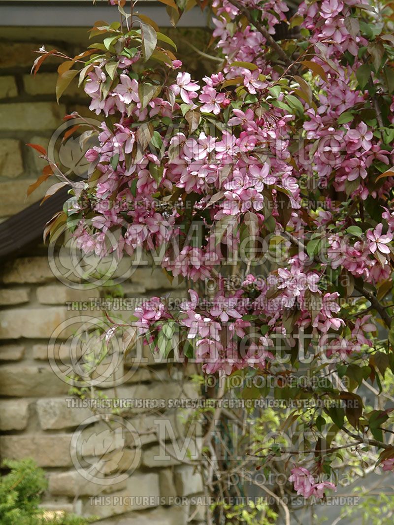 Malus Parrsi or Pink Princess (Sargent crabapple) 3