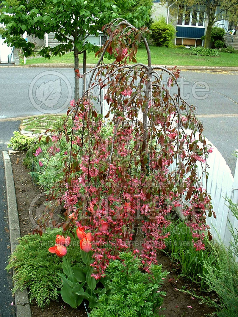 Malus Royal Beauty (Weeping Crabapple) 1 