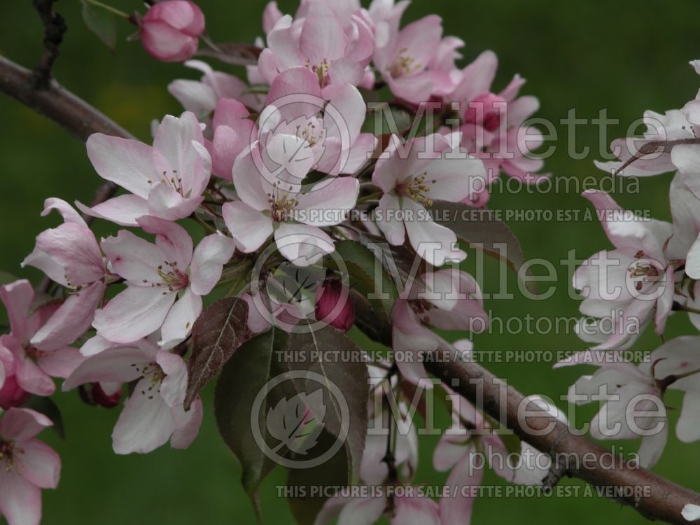 Malus Pink Spires  (Crabapple tree) 3 