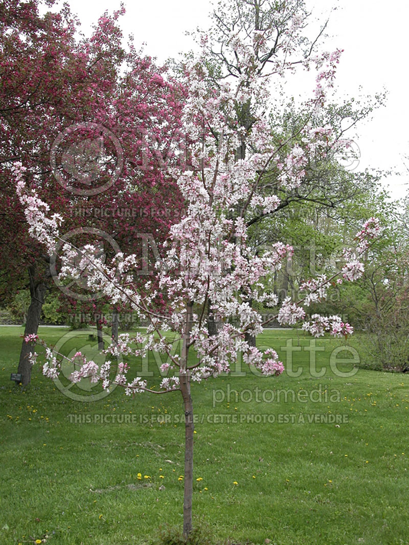 Malus Pink Spires  (Crabapple tree) 4 