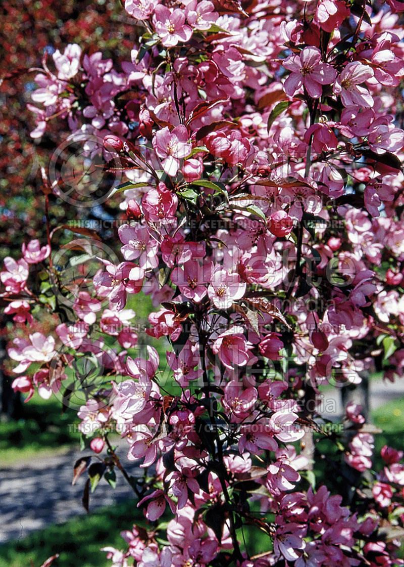 Malus Pink Spires  (Crabapple tree) 1 