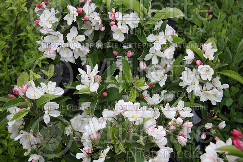 Malus Pom Zai (Apple tree) 1