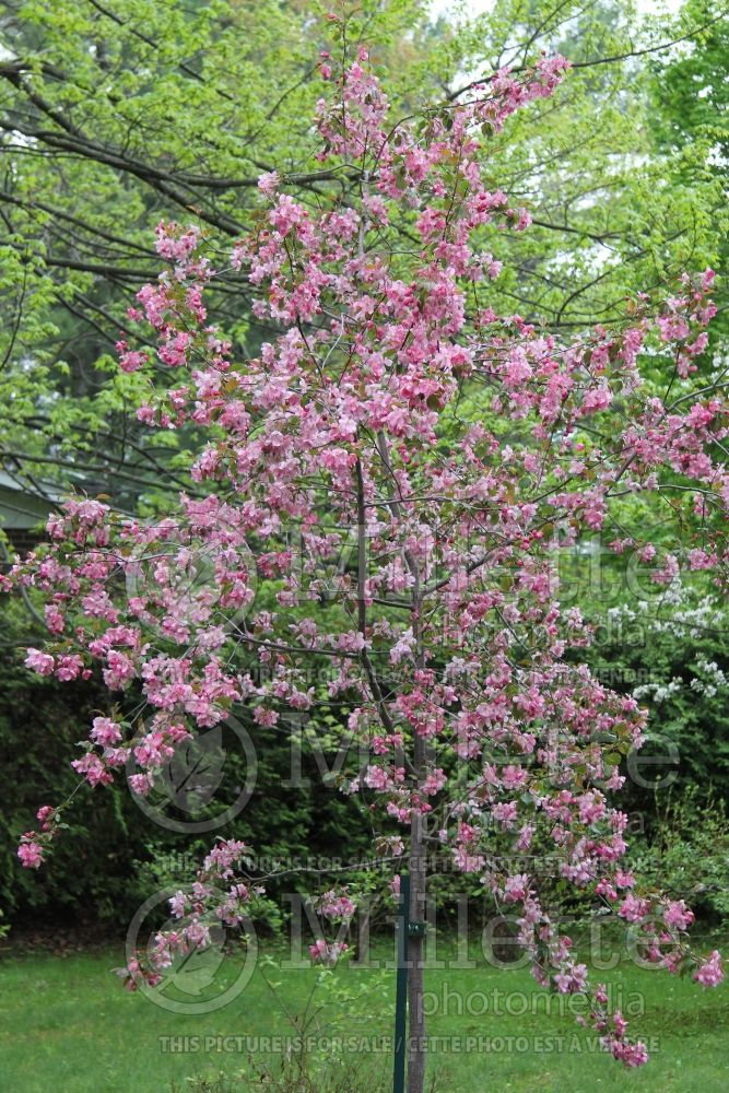 Malus Poste Rawdon (Crabapple) 1 