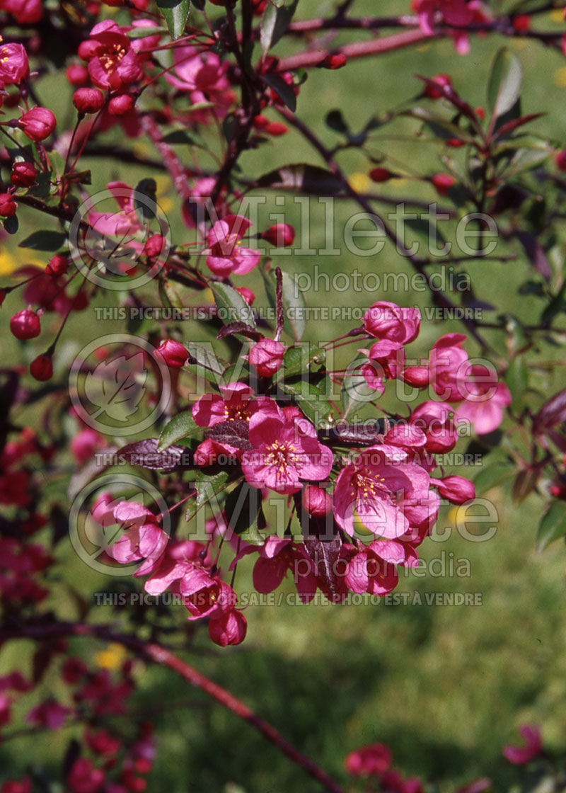 Malus Prairifire aka Prairie Fire (Crabapple) 2 