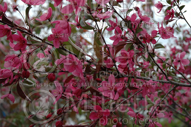 Malus Prairifire aka Prairie Fire (Crabapple) 3 