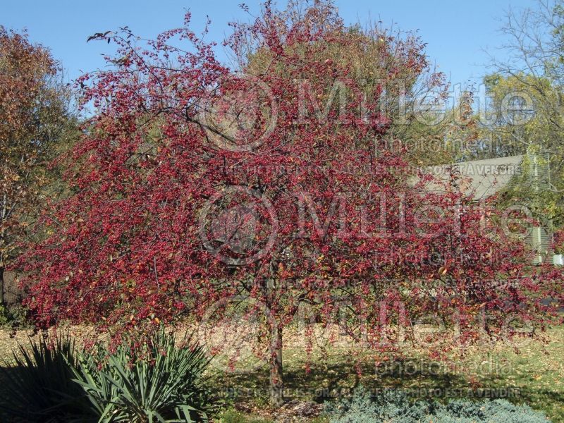 Malus Prairifire aka Prairie Fire (Crabapple) 6 