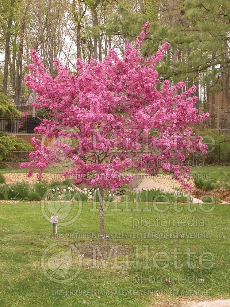 Malus Prairifire aka Prairie Fire (Crabapple) 4 